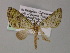  (Sauris AH06Ph - BC ZSM Lep 55254)  @11 [ ] CreativeCommons - Attribution Non-Commercial Share-Alike (2011) Axel Hausmann/Bavarian State Collection of Zoology (ZSM) SNSB, Zoologische Staatssammlung Muenchen