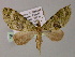  (Tristeirometa AH06Ph - BC ZSM Lep 55256)  @11 [ ] CreativeCommons - Attribution Non-Commercial Share-Alike (2011) Axel Hausmann/Bavarian State Collection of Zoology (ZSM) SNSB, Zoologische Staatssammlung Muenchen