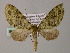  (Tristeirometa AH05Ph - BC ZSM Lep 55257)  @15 [ ] CreativeCommons - Attribution Non-Commercial Share-Alike (2011) Axel Hausmann/Bavarian State Collection of Zoology (ZSM) SNSB, Zoologische Staatssammlung Muenchen
