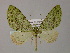  ( - BC ZSM Lep 55261)  @11 [ ] CreativeCommons - Attribution Non-Commercial Share-Alike (2011) Axel Hausmann/Bavarian State Collection of Zoology (ZSM) SNSB, Zoologische Staatssammlung Muenchen
