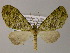  ( - BC ZSM Lep 55263)  @11 [ ] CreativeCommons - Attribution Non-Commercial Share-Alike (2011) Axel Hausmann/Bavarian State Collection of Zoology (ZSM) SNSB, Zoologische Staatssammlung Muenchen