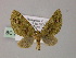  ( - BC ZSM Lep 55264)  @11 [ ] CreativeCommons - Attribution Non-Commercial Share-Alike (2011) Axel Hausmann/Bavarian State Collection of Zoology (ZSM) SNSB, Zoologische Staatssammlung Muenchen