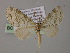  (Sauris AH01Ph - BC ZSM Lep 55267)  @12 [ ] CreativeCommons - Attribution Non-Commercial Share-Alike (2011) Axel Hausmann/Bavarian State Collection of Zoology (ZSM) SNSB, Zoologische Staatssammlung Muenchen