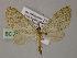  (Phthonoloba AH01Ph - BC ZSM Lep 55268)  @11 [ ] CreativeCommons - Attribution Non-Commercial Share-Alike (2011) Axel Hausmann/Bavarian State Collection of Zoology (ZSM) SNSB, Zoologische Staatssammlung Muenchen