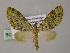  (Tristeirometa AH03Ph - BC ZSM Lep 55269)  @12 [ ] CreativeCommons - Attribution Non-Commercial Share-Alike (2011) Axel Hausmann/Bavarian State Collection of Zoology (ZSM) SNSB, Zoologische Staatssammlung Muenchen