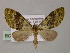  (Tristeirometa AH08Ph - BC ZSM Lep 55278)  @11 [ ] CreativeCommons - Attribution Non-Commercial Share-Alike (2011) Axel Hausmann/Bavarian State Collection of Zoology (ZSM) SNSB, Zoologische Staatssammlung Muenchen