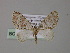  (Trichopterigia AH01Ph - BC ZSM Lep 55279)  @13 [ ] CreativeCommons - Attribution Non-Commercial Share-Alike (2011) Axel Hausmann/Bavarian State Collection of Zoology (ZSM) SNSB, Zoologische Staatssammlung Muenchen
