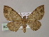  (Collix AH01Ph - BC ZSM Lep 55286)  @11 [ ] CreativeCommons - Attribution Non-Commercial Share-Alike (2011) Axel Hausmann/Bavarian State Collection of Zoology (ZSM) SNSB, Zoologische Staatssammlung Muenchen