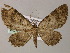  ( - BC ZSM Lep 55288)  @13 [ ] CreativeCommons - Attribution Non-Commercial Share-Alike (2011) Axel Hausmann/Bavarian State Collection of Zoology (ZSM) SNSB, Zoologische Staatssammlung Muenchen