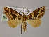 (Electrophaes AH03Ph - BC ZSM Lep 55299)  @11 [ ] CreativeCommons - Attribution Non-Commercial Share-Alike (2011) Axel Hausmann/Bavarian State Collection of Zoology (ZSM) SNSB, Zoologische Staatssammlung Muenchen