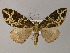  (Ecliptopera AH01Ph - BC ZSM Lep 55301)  @11 [ ] CreativeCommons - Attribution Non-Commercial Share-Alike (2011) Axel Hausmann/Bavarian State Collection of Zoology (ZSM) SNSB, Zoologische Staatssammlung Muenchen