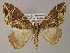  (Ecliptopera AH02Ph - BC ZSM Lep 55302)  @11 [ ] CreativeCommons - Attribution Non-Commercial Share-Alike (2011) Axel Hausmann/Bavarian State Collection of Zoology (ZSM) SNSB, Zoologische Staatssammlung Muenchen