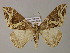  ( - BC ZSM Lep 55303)  @11 [ ] CreativeCommons - Attribution Non-Commercial Share-Alike (2011) Axel Hausmann/Bavarian State Collection of Zoology (ZSM) SNSB, Zoologische Staatssammlung Muenchen