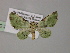  ( - BC ZSM Lep 55304)  @11 [ ] CreativeCommons - Attribution Non-Commercial Share-Alike (2011) Axel Hausmann/Bavarian State Collection of Zoology (ZSM) SNSB, Zoologische Staatssammlung Muenchen