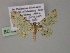  ( - BC ZSM Lep 55305)  @11 [ ] CreativeCommons - Attribution Non-Commercial Share-Alike (2011) Axel Hausmann/Bavarian State Collection of Zoology (ZSM) SNSB, Zoologische Staatssammlung Muenchen