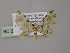 ( - BC ZSM Lep 55306)  @11 [ ] CreativeCommons - Attribution Non-Commercial Share-Alike (2011) Axel Hausmann/Bavarian State Collection of Zoology (ZSM) SNSB, Zoologische Staatssammlung Muenchen