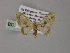  ( - BC ZSM Lep 55307)  @11 [ ] CreativeCommons - Attribution Non-Commercial Share-Alike (2011) Axel Hausmann/Bavarian State Collection of Zoology (ZSM) SNSB, Zoologische Staatssammlung Muenchen