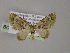  (Chloroclystis AH02Ph - BC ZSM Lep 55308)  @13 [ ] CreativeCommons - Attribution Non-Commercial Share-Alike (2011) Axel Hausmann/Bavarian State Collection of Zoology (ZSM) SNSB, Zoologische Staatssammlung Muenchen