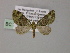  ( - BC ZSM Lep 55312)  @11 [ ] CreativeCommons - Attribution Non-Commercial Share-Alike (2011) Axel Hausmann/Bavarian State Collection of Zoology (ZSM) SNSB, Zoologische Staatssammlung Muenchen