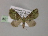  ( - BC ZSM Lep 55313)  @11 [ ] CreativeCommons - Attribution Non-Commercial Share-Alike (2011) Axel Hausmann/Bavarian State Collection of Zoology (ZSM) SNSB, Zoologische Staatssammlung Muenchen