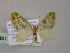  (Piercia AH01Ph - BC ZSM Lep 55315)  @12 [ ] CreativeCommons - Attribution Non-Commercial Share-Alike (2011) Axel Hausmann/Bavarian State Collection of Zoology (ZSM) SNSB, Zoologische Staatssammlung Muenchen