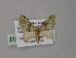  (Piercia AH02Ph - BC ZSM Lep 55318)  @11 [ ] CreativeCommons - Attribution Non-Commercial Share-Alike (2011) Axel Hausmann/Bavarian State Collection of Zoology (ZSM) SNSB, Zoologische Staatssammlung Muenchen
