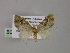  ( - BC ZSM Lep 55319)  @11 [ ] CreativeCommons - Attribution Non-Commercial Share-Alike (2011) Axel Hausmann/Bavarian State Collection of Zoology (ZSM) SNSB, Zoologische Staatssammlung Muenchen