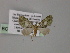  (Chloroclystis AH06Ph - BC ZSM Lep 55320)  @11 [ ] CreativeCommons - Attribution Non-Commercial Share-Alike (2011) Axel Hausmann/Bavarian State Collection of Zoology (ZSM) SNSB, Zoologische Staatssammlung Muenchen