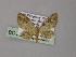  (Rhinoprora - BC ZSM Lep 55321)  @11 [ ] CreativeCommons - Attribution Non-Commercial Share-Alike (2011) Axel Hausmann/Bavarian State Collection of Zoology (ZSM) SNSB, Zoologische Staatssammlung Muenchen