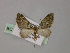  (Chloroclystis AH07Ph - BC ZSM Lep 55322)  @11 [ ] CreativeCommons - Attribution Non-Commercial Share-Alike (2011) Axel Hausmann/Bavarian State Collection of Zoology (ZSM) SNSB, Zoologische Staatssammlung Muenchen