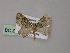  (Chloroclystis AH08Ph - BC ZSM Lep 55323)  @11 [ ] CreativeCommons - Attribution Non-Commercial Share-Alike (2011) Axel Hausmann/Bavarian State Collection of Zoology (ZSM) SNSB, Zoologische Staatssammlung Muenchen