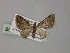  (Chloroclystis AH09Ph - BC ZSM Lep 55324)  @11 [ ] CreativeCommons - Attribution Non-Commercial Share-Alike (2011) Axel Hausmann/Bavarian State Collection of Zoology (ZSM) SNSB, Zoologische Staatssammlung Muenchen