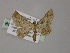  (Chloroclystis AH12Ph - BC ZSM Lep 55327)  @11 [ ] CreativeCommons - Attribution Non-Commercial Share-Alike (2011) Axel Hausmann/Bavarian State Collection of Zoology (ZSM) SNSB, Zoologische Staatssammlung Muenchen