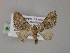  (Chloroclystis AH13Ph - BC ZSM Lep 55328)  @11 [ ] CreativeCommons - Attribution Non-Commercial Share-Alike (2011) Axel Hausmann/Bavarian State Collection of Zoology (ZSM) SNSB, Zoologische Staatssammlung Muenchen