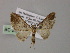  (Chloroclystis AH14Ph - BC ZSM Lep 55329)  @11 [ ] CreativeCommons - Attribution Non-Commercial Share-Alike (2011) Axel Hausmann/Bavarian State Collection of Zoology (ZSM) SNSB, Zoologische Staatssammlung Muenchen