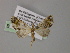  (Chloroclystis AH15Ph - BC ZSM Lep 55330)  @12 [ ] CreativeCommons - Attribution Non-Commercial Share-Alike (2011) Axel Hausmann/Bavarian State Collection of Zoology (ZSM) SNSB, Zoologische Staatssammlung Muenchen