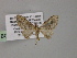  (Chloroclystis AH17Ph - BC ZSM Lep 55332)  @11 [ ] CreativeCommons - Attribution Non-Commercial Share-Alike (2011) Axel Hausmann/Bavarian State Collection of Zoology (ZSM) SNSB, Zoologische Staatssammlung Muenchen