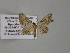  (Chloroclystis AH18Ph - BC ZSM Lep 55333)  @11 [ ] CreativeCommons - Attribution Non-Commercial Share-Alike (2011) Axel Hausmann/Bavarian State Collection of Zoology (ZSM) SNSB, Zoologische Staatssammlung Muenchen