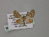  (Chloroclystis AH19Ph - BC ZSM Lep 55334)  @12 [ ] CreativeCommons - Attribution Non-Commercial Share-Alike (2011) Axel Hausmann/Bavarian State Collection of Zoology (ZSM) SNSB, Zoologische Staatssammlung Muenchen