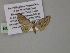  (Chloroclystis AH20Ph - BC ZSM Lep 55335)  @11 [ ] CreativeCommons - Attribution Non-Commercial Share-Alike (2011) Axel Hausmann/Bavarian State Collection of Zoology (ZSM) SNSB, Zoologische Staatssammlung Muenchen