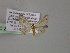  (Chloroclystis AH22Ph - BC ZSM Lep 55337)  @11 [ ] CreativeCommons - Attribution Non-Commercial Share-Alike (2011) Axel Hausmann/Bavarian State Collection of Zoology (ZSM) SNSB, Zoologische Staatssammlung Muenchen