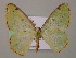  (Lissochlora AH01Bo - BC ZSM Lep 57154)  @13 [ ] CreativeCommons - Attribution Non-Commercial Share-Alike (2011) Axel Hausmann/Bavarian State Collection of Zoology (ZSM) SNSB, Zoologische Staatssammlung Muenchen