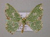  (Oospila AH02Bo - BC ZSM Lep 57161)  @12 [ ] CreativeCommons - Attribution Non-Commercial Share-Alike (2011) Axel Hausmann/Bavarian State Collection of Zoology (ZSM) SNSB, Zoologische Staatssammlung Muenchen