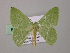  ( - BC ZSM Lep 57168)  @12 [ ] CreativeCommons - Attribution Non-Commercial Share-Alike (2011) Axel Hausmann/Bavarian State Collection of Zoology (ZSM) SNSB, Zoologische Staatssammlung Muenchen