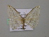  (Arcobara AH01Bo - BC ZSM Lep 57180)  @13 [ ] CreativeCommons - Attribution Non-Commercial Share-Alike (2011) Axel Hausmann/Bavarian State Collection of Zoology (ZSM) SNSB, Zoologische Staatssammlung Muenchen