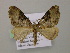  (Euphyia AH01Bo - BC ZSM Lep 57184)  @13 [ ] CreativeCommons - Attribution Non-Commercial Share-Alike (2011) Axel Hausmann/Bavarian State Collection of Zoology (ZSM) SNSB, Zoologische Staatssammlung Muenchen