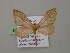  (Eudule AH01Bo - BC ZSM Lep 57197)  @13 [ ] CreativeCommons - Attribution Non-Commercial Share-Alike (2011) Axel Hausmann/Bavarian State Collection of Zoology (ZSM) SNSB, Zoologische Staatssammlung Muenchen