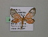  (Eudule AH02Bo - BC ZSM Lep 57198)  @12 [ ] CreativeCommons - Attribution Non-Commercial Share-Alike (2011) Axel Hausmann/Bavarian State Collection of Zoology (ZSM) SNSB, Zoologische Staatssammlung Muenchen