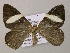  (Hagnagora AH01Bo - BC ZSM Lep 57206)  @14 [ ] CreativeCommons - Attribution Non-Commercial Share-Alike (2011) Axel Hausmann/Bavarian State Collection of Zoology (ZSM) SNSB, Zoologische Staatssammlung Muenchen