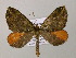  (Euphyia AH02Bo - BC ZSM Lep 57209)  @12 [ ] CreativeCommons - Attribution Non-Commercial Share-Alike (2011) Axel Hausmann/Bavarian State Collection of Zoology (ZSM) SNSB, Zoologische Staatssammlung Muenchen